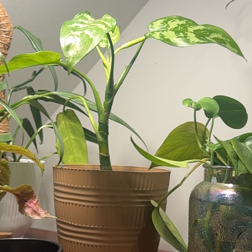 Photo of the plant species Chinese Evergreen 'Golden Madonna' by @CrazyMom114 named Huckleberry Fern on Greg, the plant care app