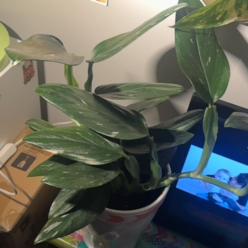 Photo of the plant species Monstera Cobra by @CrazyMom114 named Gaga on Greg, the plant care app