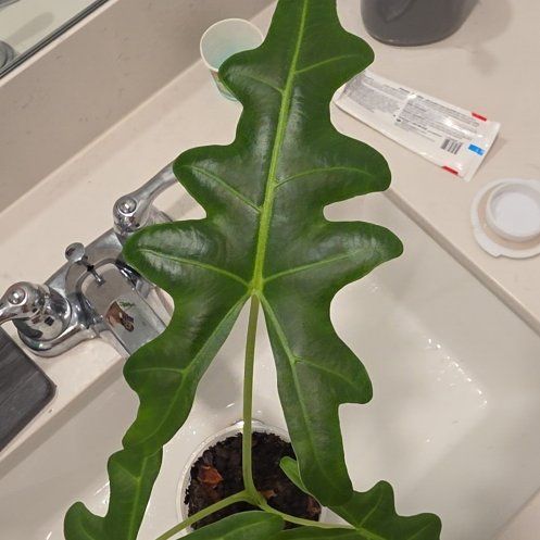 Photo of the plant species Alocasia sabrina by @BuffPothos36 named Plato on Greg, the plant care app