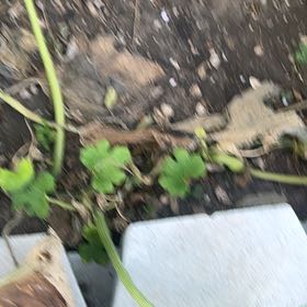 Photo of the plant species Pumpkin by @PureTigerpear85 named Sebas pumkin on Greg, the plant care app