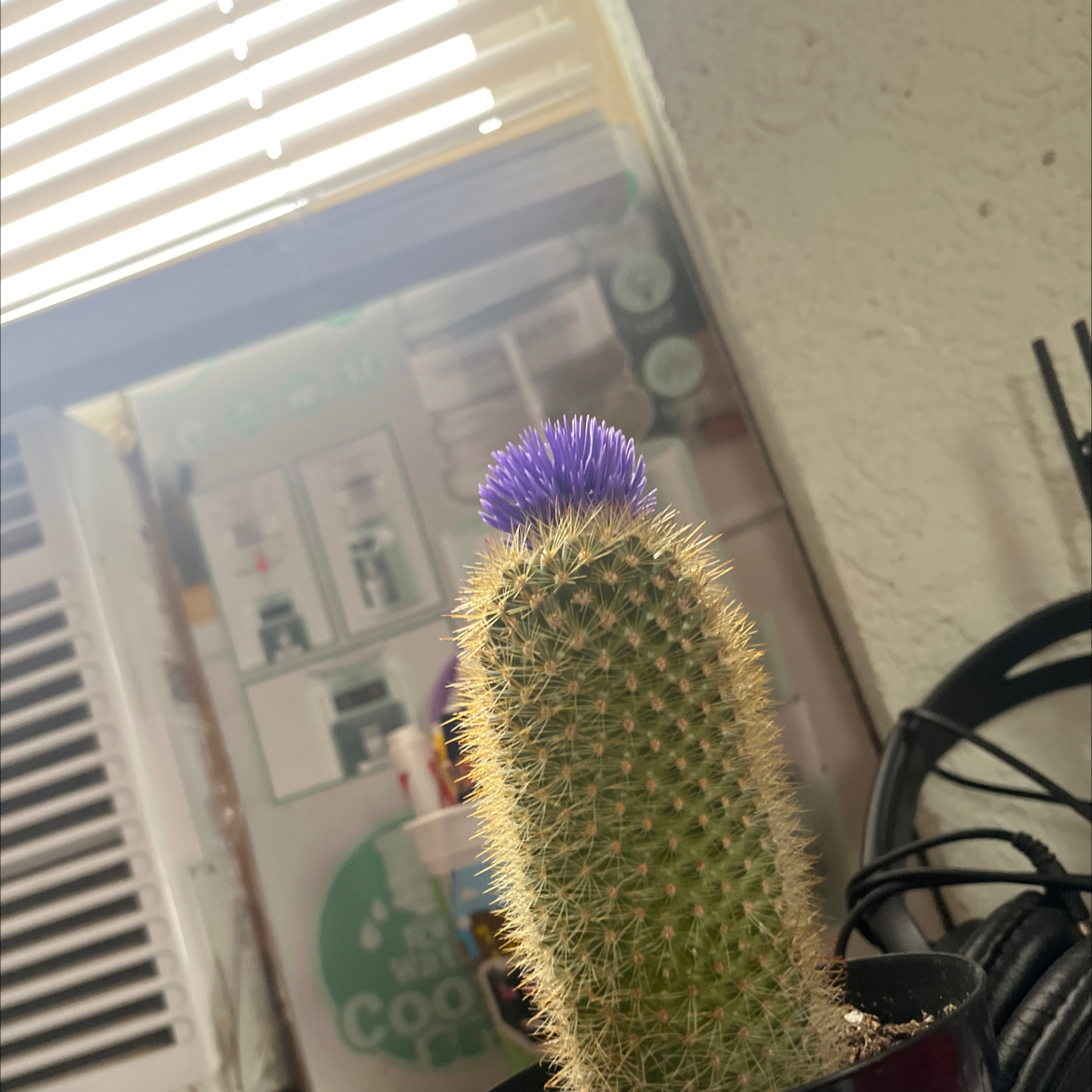 Photo of the plant species Austrocephalocereus purpureus by @PureTigerpear85 named James Dean on Greg, the plant care app
