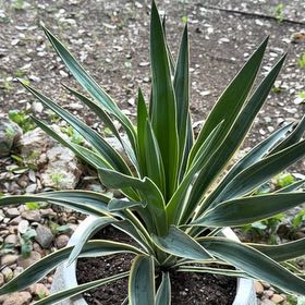 Photo of the plant species Spanish Dagger by @HighMexico84 named Mochi on Greg, the plant care app