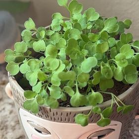 Photo of the plant species Garden Rocket by @ModelFuscia63 named Bruce Lee on Greg, the plant care app