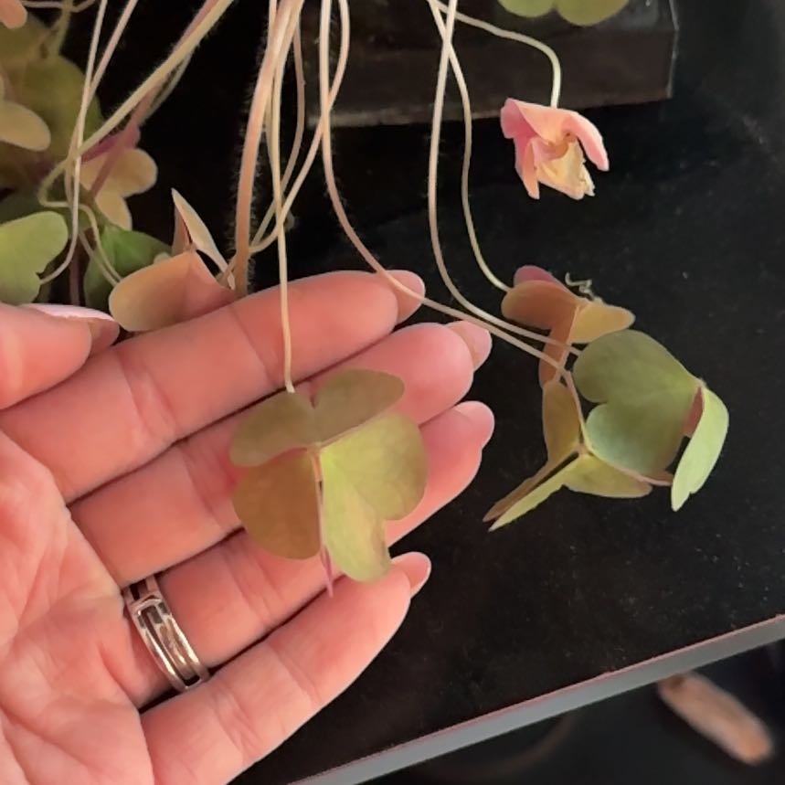 Photo of the plant species Common Yellow Woodsorrel by @ModelFuscia63 named Terra on Greg, the plant care app