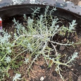 Photo of the plant species Dwarf Curry Plant by @ModelFuscia63 named Gomez on Greg, the plant care app