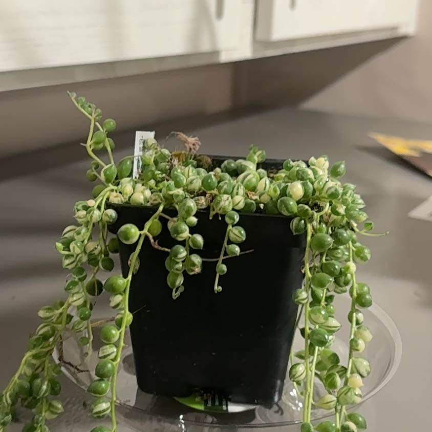 Photo of the plant species String Of Marbles by @UncommonRye17 named Rihanna on Greg, the plant care app