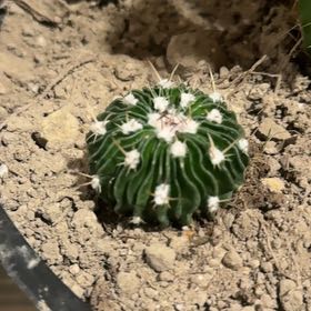 Photo of the plant species Echinofossulocactus Phyllacanthus v. Violaciflora by @UncommonRye17 named Tolkien on Greg, the plant care app