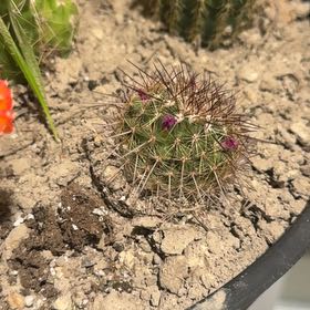 Photo of the plant species Mammillaria Polythele by @UncommonRye17 named Dolores on Greg, the plant care app