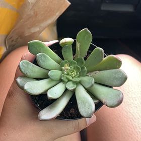 Photo of the plant species Graptoveria 'Bashful™' by @NewKowhai6 named Cleopatra on Greg, the plant care app