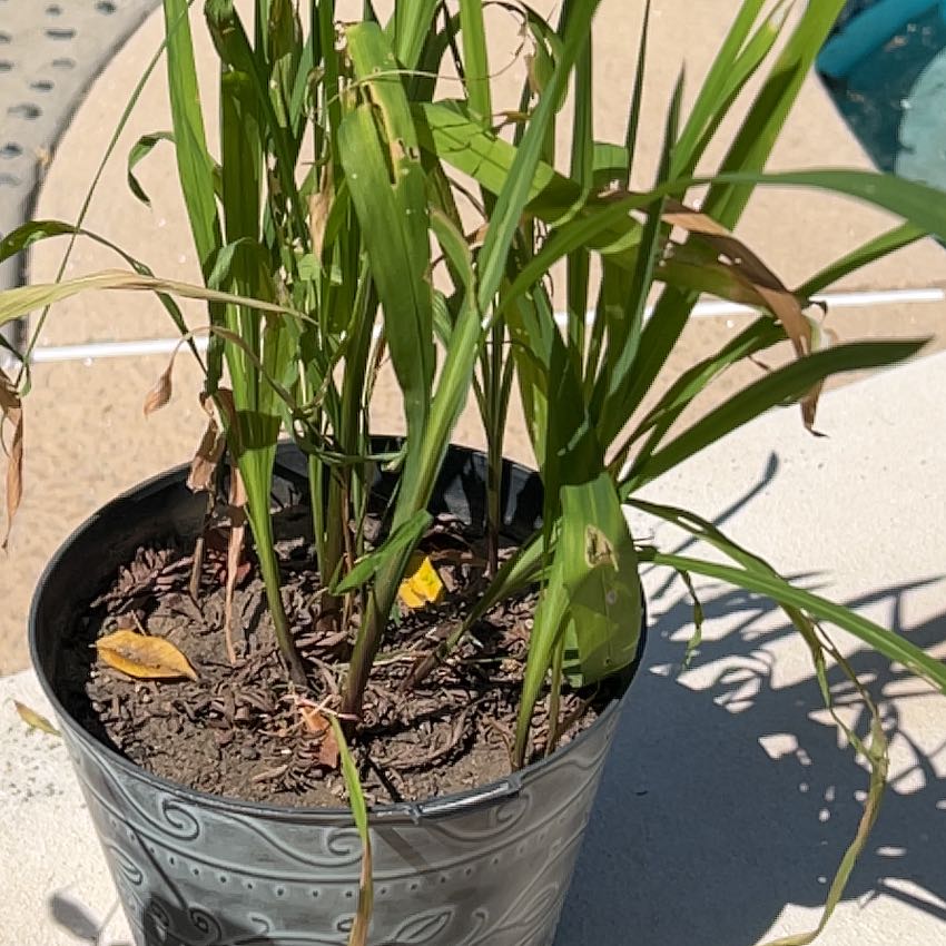 Photo of the plant species Lathyrus Hirsutus by @PoshRimu41 named Kobe on Greg, the plant care app