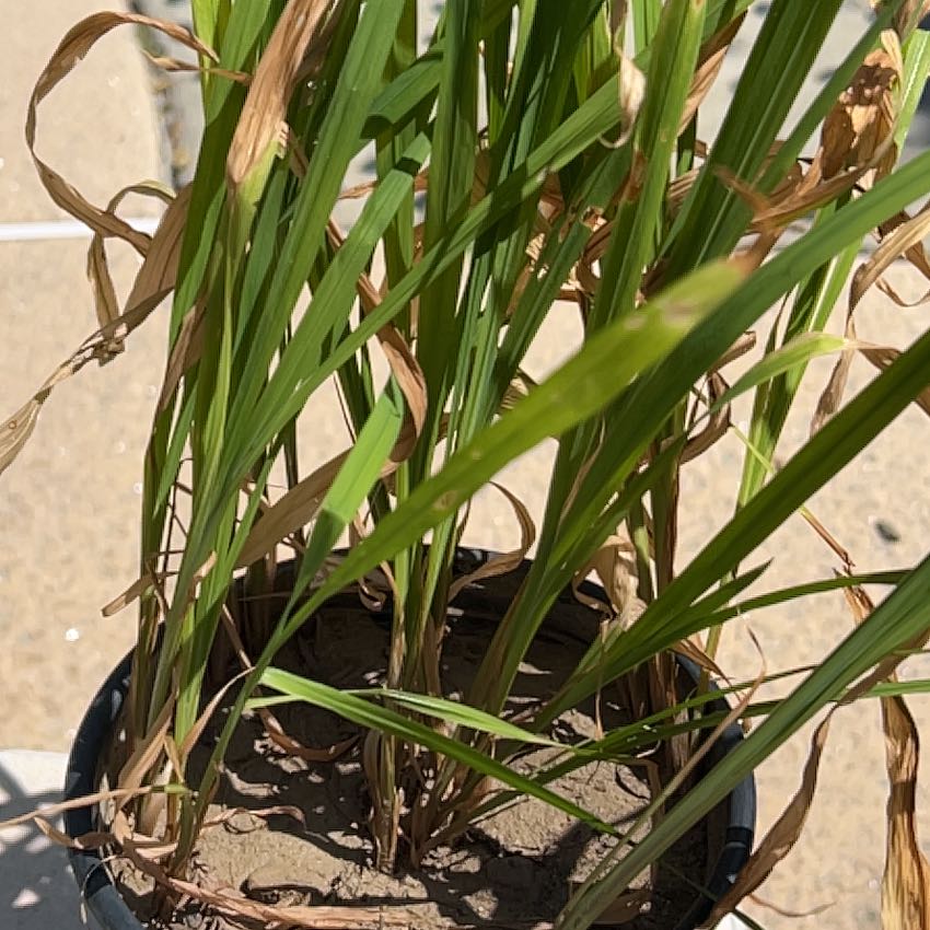 Photo of the plant species Cogon Grass by @PoshRimu41 named Aria on Greg, the plant care app