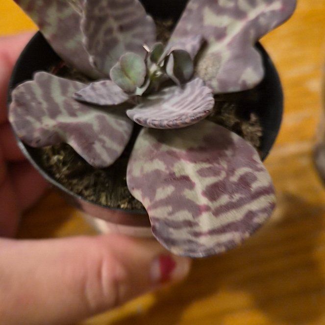 Photo of the plant species Kalanchoe 'Desert Surprise' by @SirOnion42 named Carlos on Greg, the plant care app
