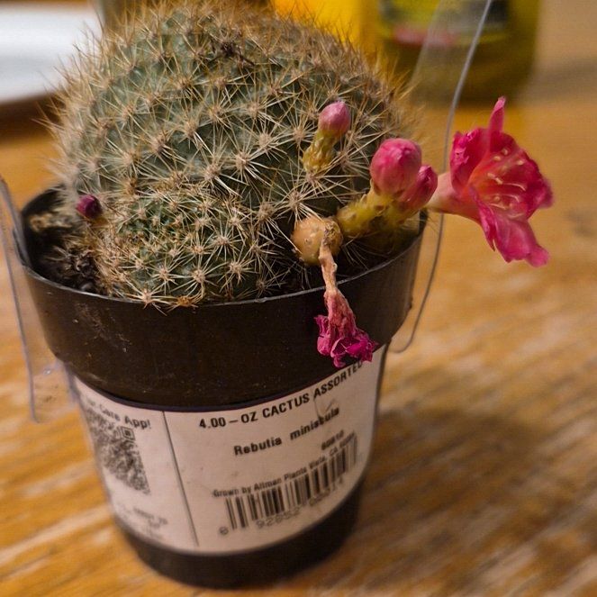 Photo of the plant species Rebutia miniscula by @SirOnion42 named Dorthy Anne on Greg, the plant care app