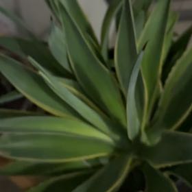 Photo of the plant species Agave desmettiana 'Variegata' by @NaturalOlneya40 named Twins on Greg, the plant care app