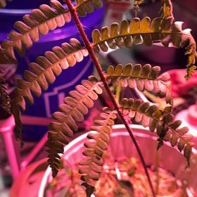 Photo of the plant species Cinnamon Fern by @TopBullmallow58 named Lebron on Greg, the plant care app