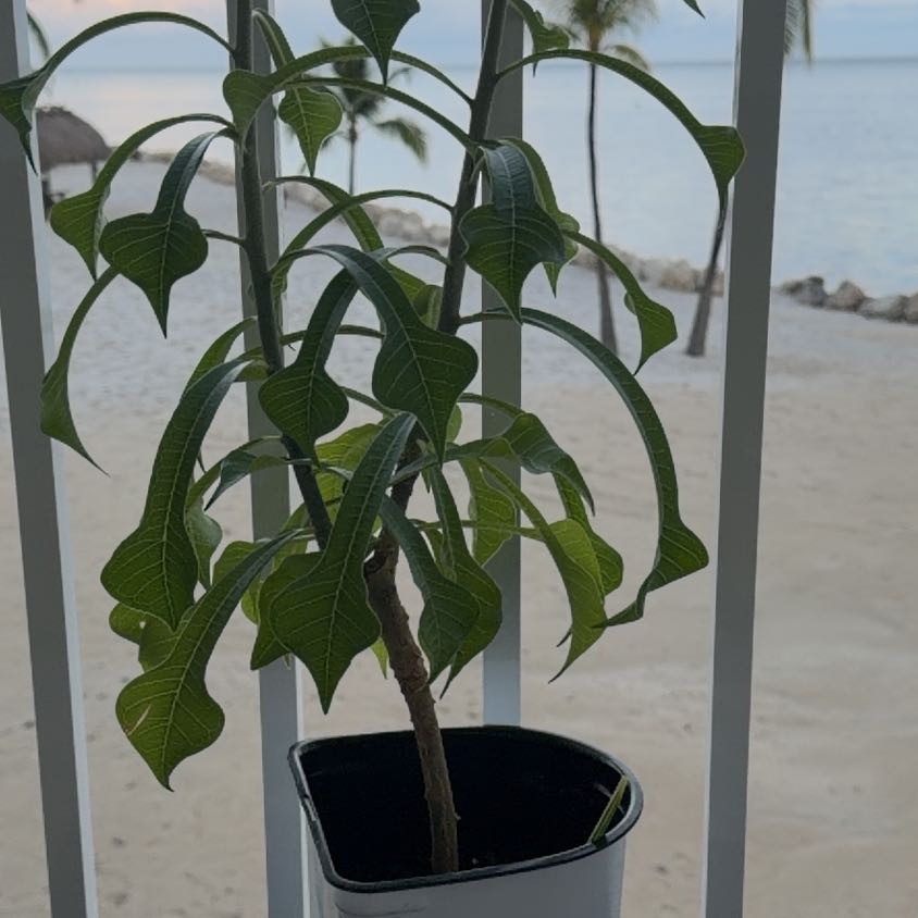Photo of the plant species Fiddle Leaf Plumeria by @NiceAvocado11 named Betty Bloom on Greg, the plant care app
