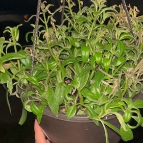 Photo of the plant species Dancing Dolphin by @ProPandan52 named Gregarious on Greg, the plant care app
