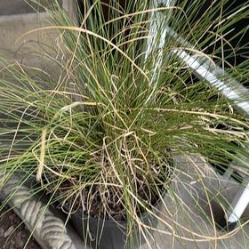 Photo of the plant species Pampas Grass by @PrimoAnacua28 named Fernie Saunders on Greg, the plant care app