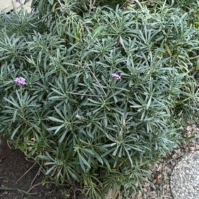 Photo of the plant species Erysimum 'Bowles Mauve' by @PrimoAnacua28 named Harry on Greg, the plant care app