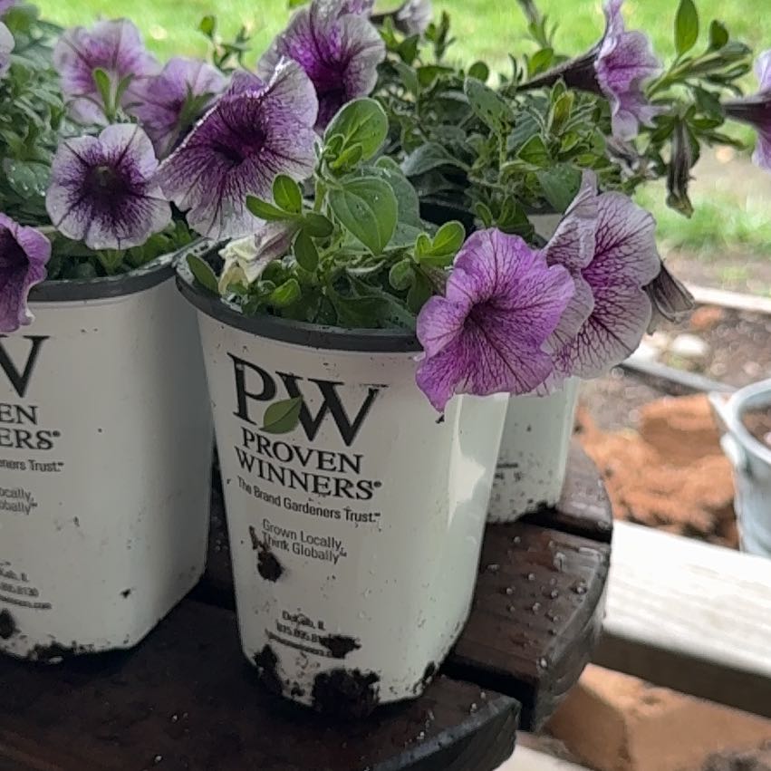 Photo of the plant species Petunia 'Supertunia Bordeaux' by @PrimoAnacua28 named Honeypies on Greg, the plant care app