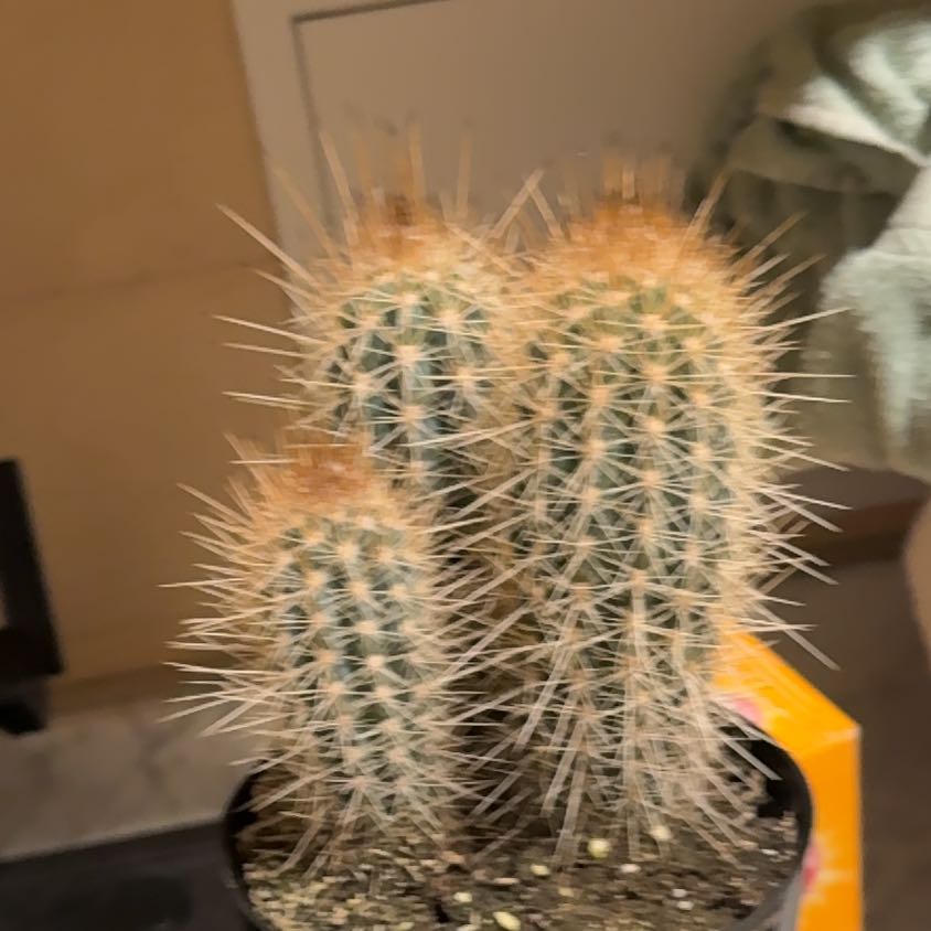 Photo of the plant species Pilosocereus baumii by @FitCatmint98 named Spike Lee on Greg, the plant care app