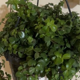 Photo of the plant species Trailing Elephant Bush by @GemPineviolet69 named Harper on Greg, the plant care app