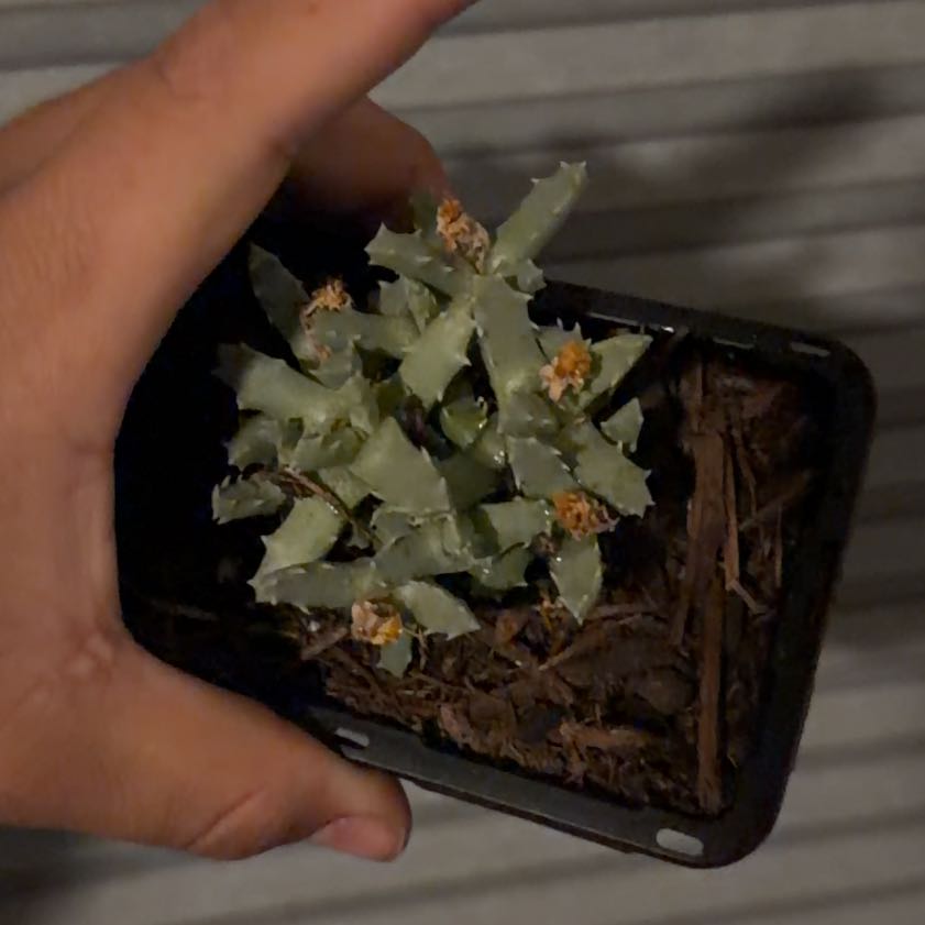 Photo of the plant species Stomatium by @TrynamakeshiG named Freddie on Greg, the plant care app