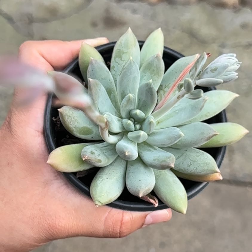 Photo of the plant species Pachyphytum 'Moonsilver' by @UprightGray49 named Kesha on Greg, the plant care app
