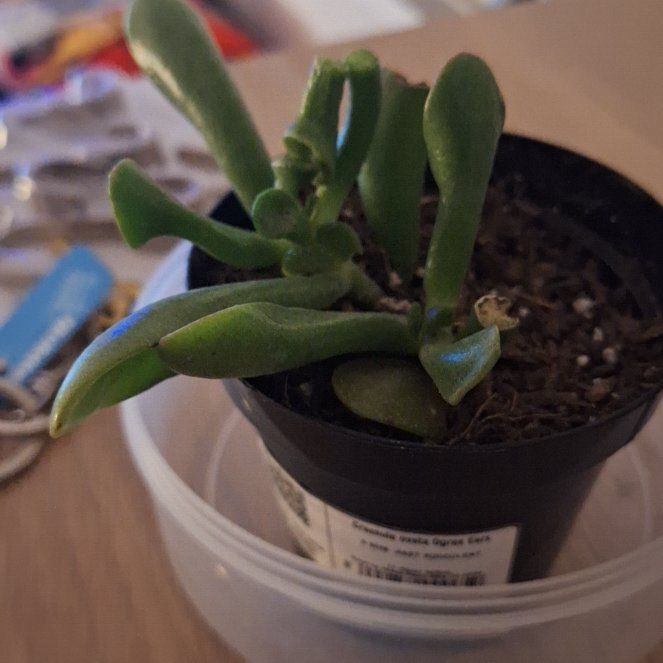 Photo of the plant species Ogre's Ears Jade by @SilkenSalsify53 named Shrek on Greg, the plant care app