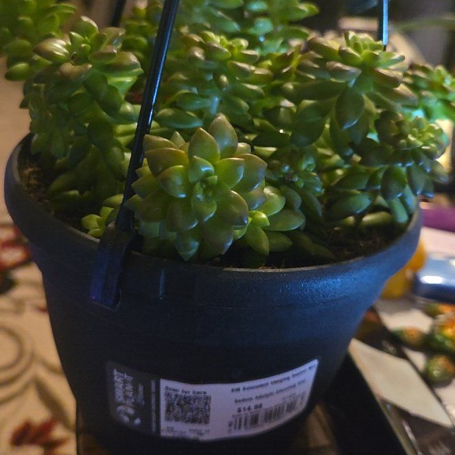 Photo of the plant species Sedum adolphi 'Shooting Stars' by @GrowingRaspfern named Shooting star on Greg, the plant care app