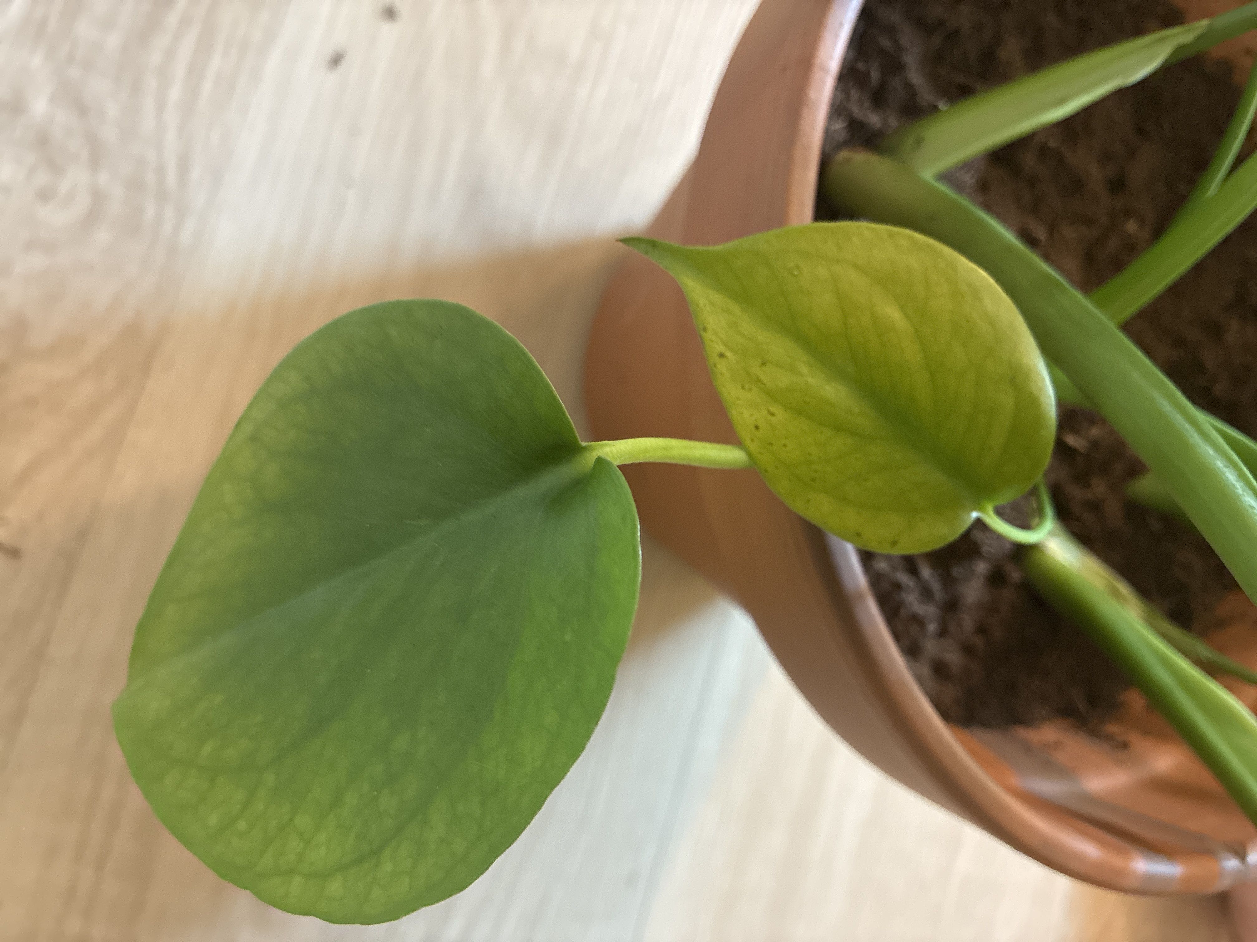 Photo from the post