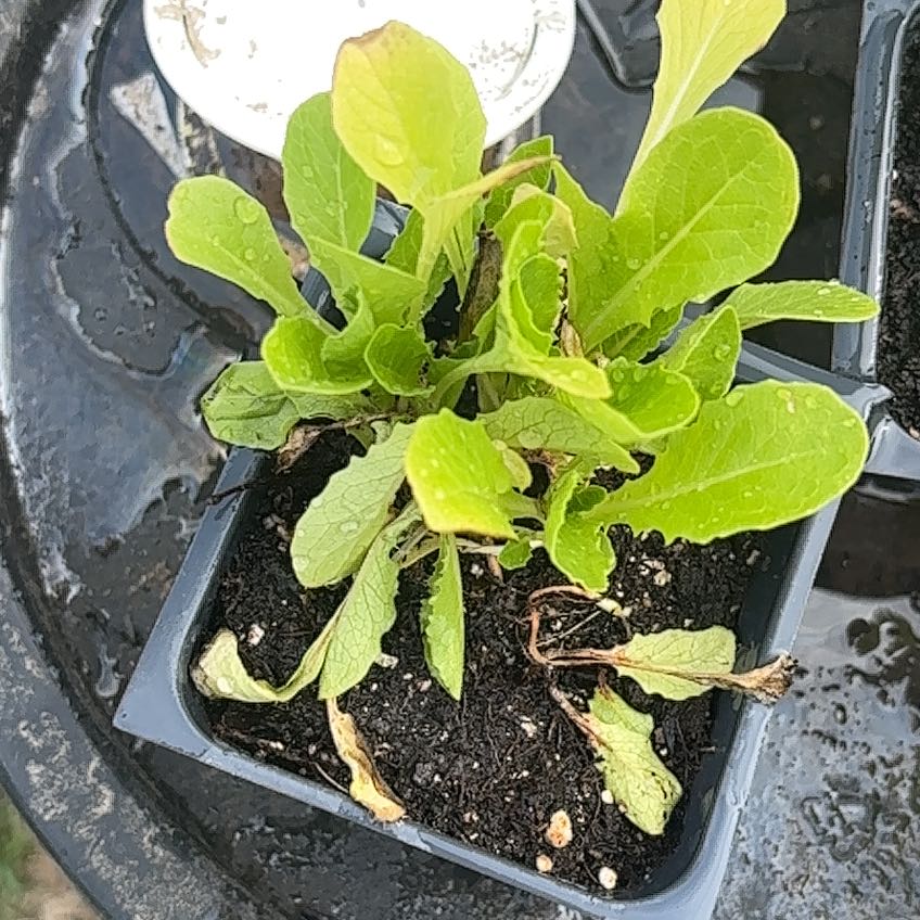 Photo of the plant species Garden Lettuce by @MasterCanna31 named Huckleberry Fern on Greg, the plant care app