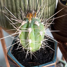 Photo of the plant species Organ Pipe Cactus by @ProRedrose95 named Leonardo on Greg, the plant care app