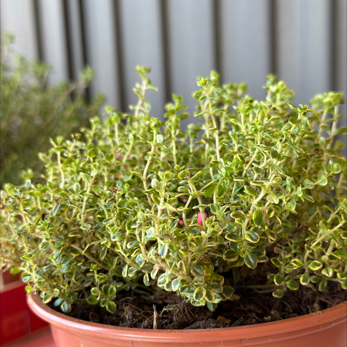 Photo of the plant species Lemon Thyme 'Gold Edge' by @RealSilverspa80 named Bruce Lee on Greg, the plant care app