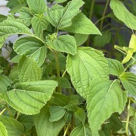 Photo of the plant species Chia by @HegemonicCorn named Baesil on Greg, the plant care app