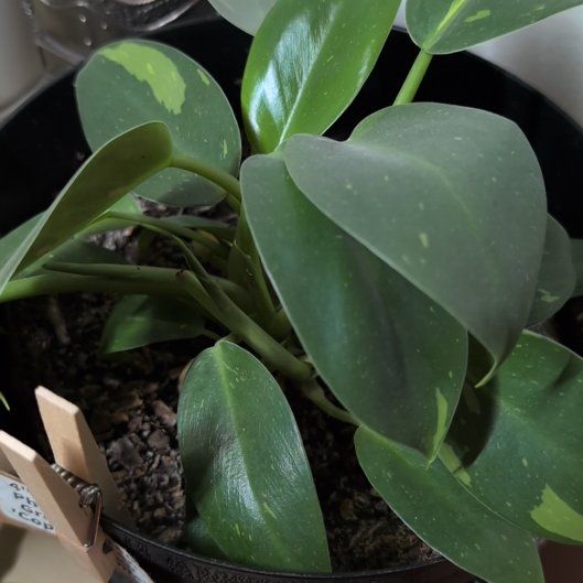 Photo of the plant species Philodendron 'Congo' by @RechercheDill61 named Gregarious on Greg, the plant care app