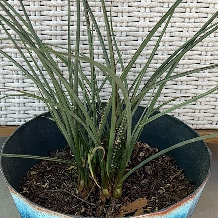 Photo of the plant species Red Yucca by @RichPuriri33 named Bodhi on Greg, the plant care app