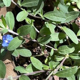 Photo of the plant species Prairie Sage by @RichPuriri33 named Terra on Greg, the plant care app