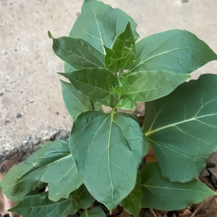 Photo of the plant species Marvel of Peru by @RichPuriri33 named Forrest on Greg, the plant care app