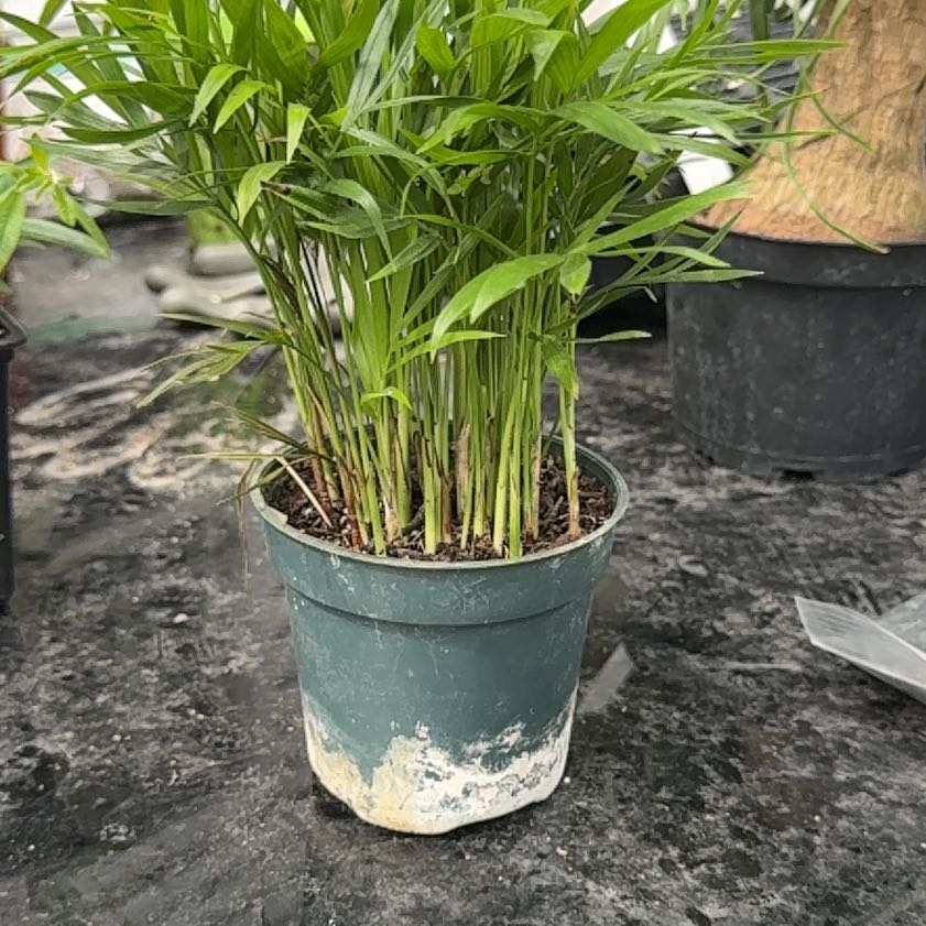 Photo of the plant species neantha bella palm by @NewLacealoe44 named Zion on Greg, the plant care app