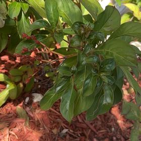 Photo of the plant species Dwarf Firebush by @WinJicaro92 named Hami-sun on Greg, the plant care app