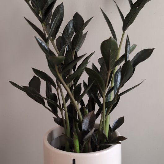 Photo of the plant species Dark Zamicro ZZ Plant by @SpunkyGlasswort named Harmony on Greg, the plant care app