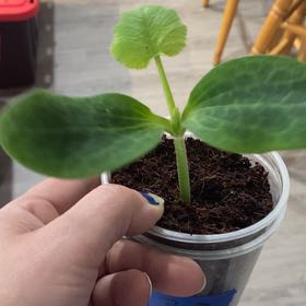 Photo of the plant species Pumpkin by @ExactYuzu24 named Rosa on Greg, the plant care app