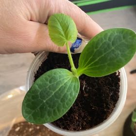 Photo of the plant species Pumpkin by @ExactYuzu24 named Gobi on Greg, the plant care app