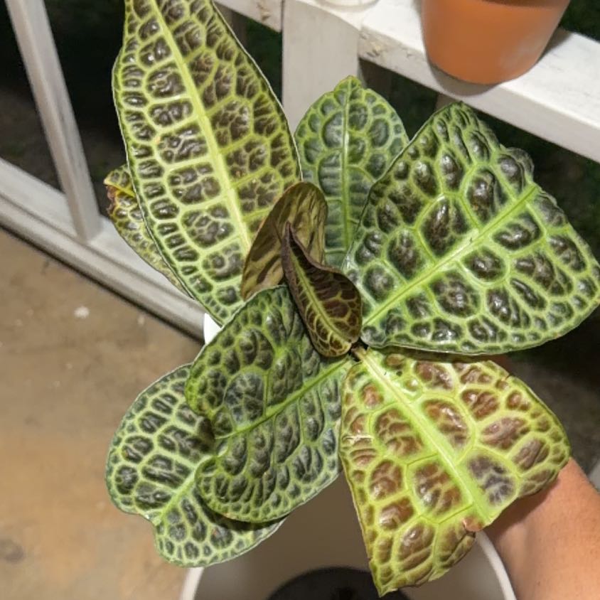 Photo of the plant species Downy Rattlesnake Plantain by @VitalSalad17 named Monica on Greg, the plant care app