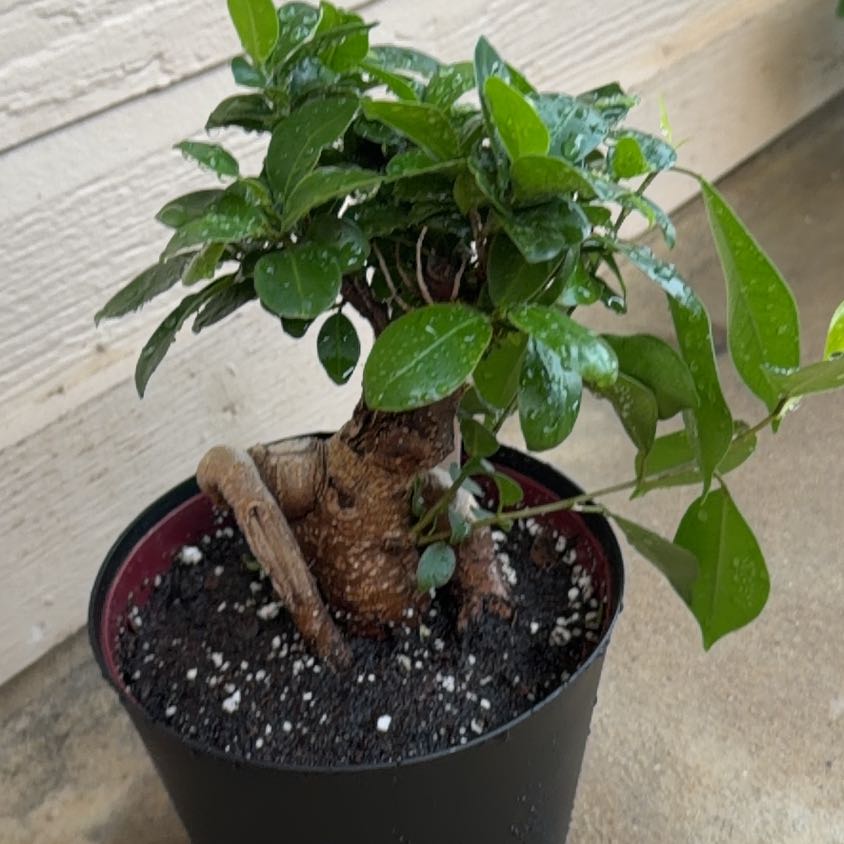 Photo of the plant species Tiger Bark Ficus by @VitalSalad17 named Willow on Greg, the plant care app
