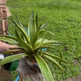 Photo of the plant species Caribbean Agave by @VitalSalad17 named Peter Parker on Greg, the plant care app