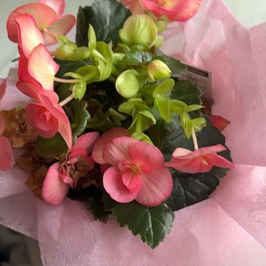 Photo of the plant species Rieger Begonia by @DynamoGymealily named Austen on Greg, the plant care app