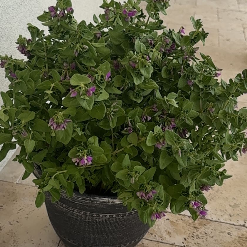 Photo of the plant species Sweet Pea Bush by @PetBulrush71 named Orwell on Greg, the plant care app