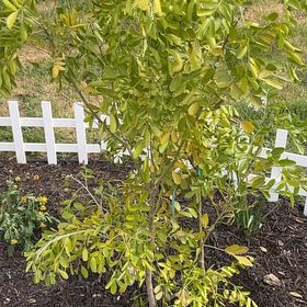 Photo of the plant species Texas Mountain Laurel by @LadylikeMiro47 named Anne on Greg, the plant care app